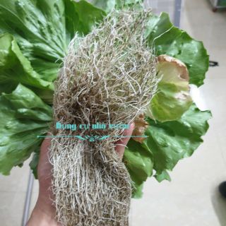 [Hạt giống Việt] _ Hạt giống xà lách Minetto
