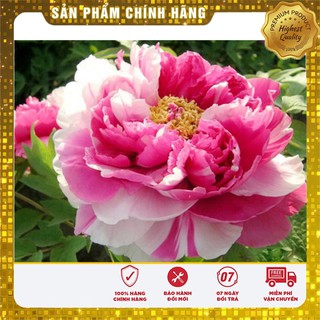 Hạt Giống Hoa Mẫu Đơn Kép Mix ( Gói 05 Hạt)