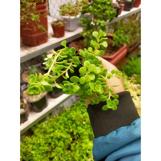 Sedum Vảy Cá
