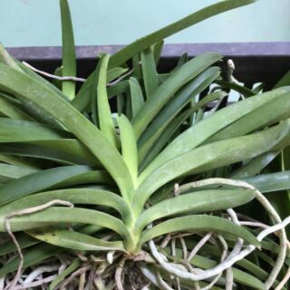 Vanda thái cây giống