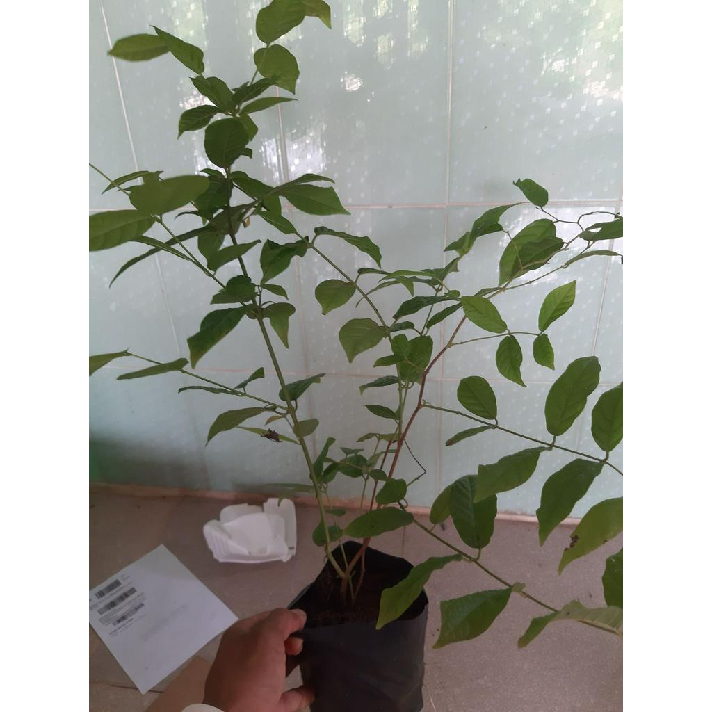 PV 01 Chậu Cây Hoa Sử Quân Tử  Cao 50cm