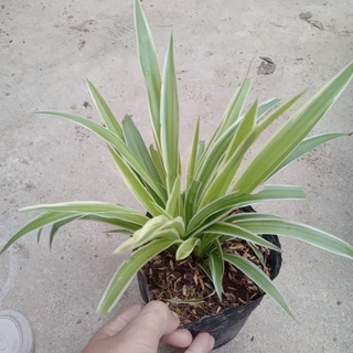 1 bầu Cỏ lan chi/ cây dây nhện