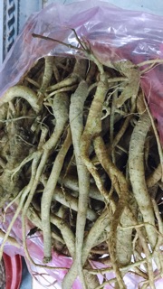 🍁☘️SÂM DÂY NGỌC LINH xô 5ky🌿🍁