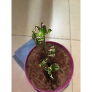 combo 3 củ mẫu đơn