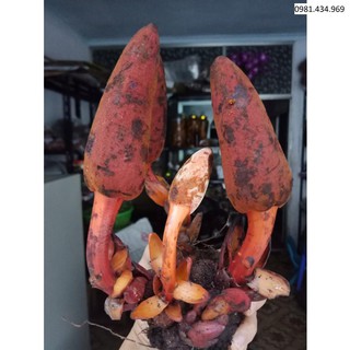 1kg ngọc cẩu khô