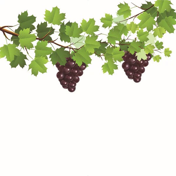 Decal trang trí kính cao cấp mẫu Cây Nho (60cm x 58cm)