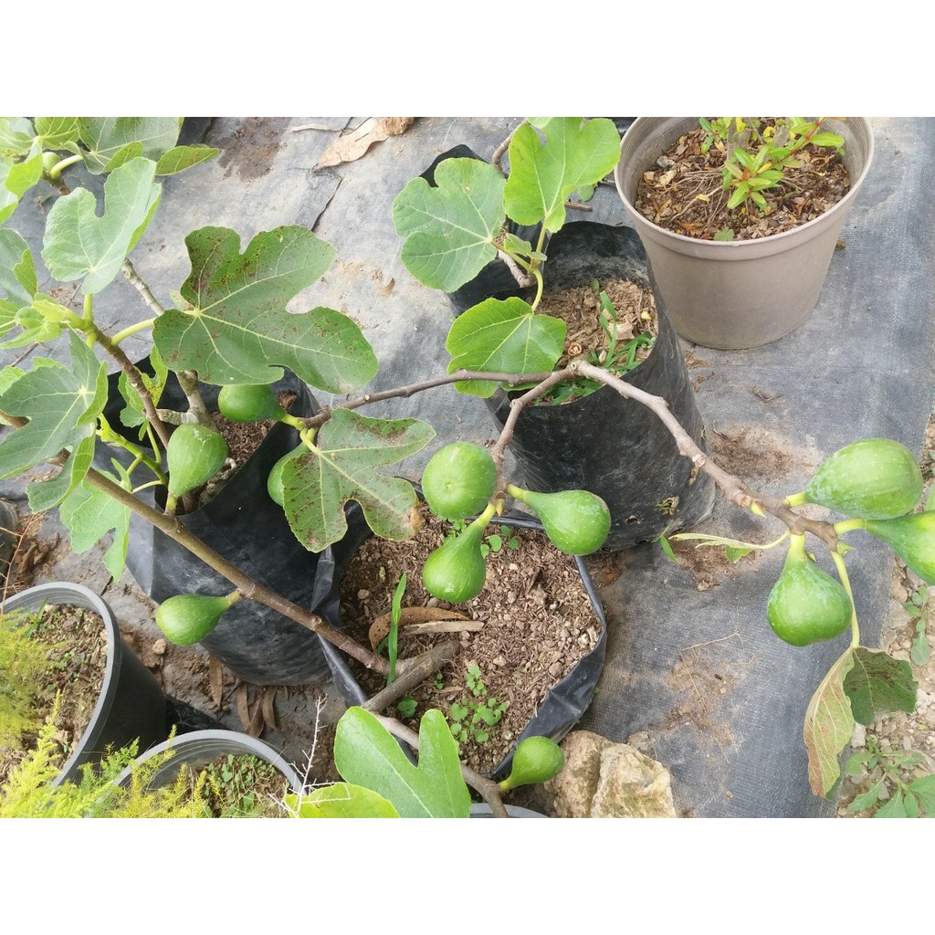Hạt giống cây sung mỹ