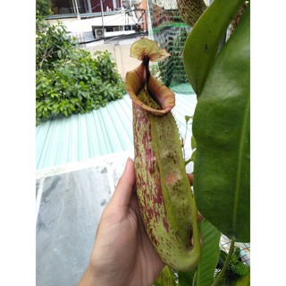 Nắp ấm các loại - nepenthes