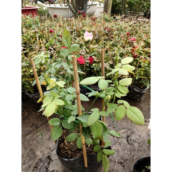 Hồng ngoại Double light