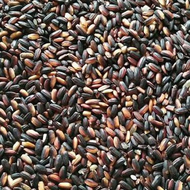 Gạo Nếp Cẩm Điện Biên LinFood