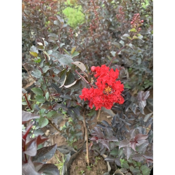 tường vi huyết long