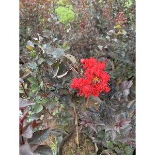 Tường vi huyết long