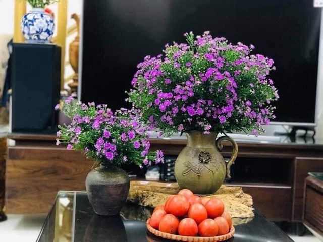 50 cây thạch thảo tím