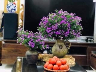 50 cây thạch thảo tím