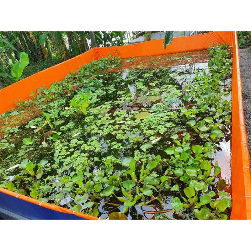 Bể bạt nuôi ốc , ếch , cá - LOẠI TO GIÁ XƯỞNG