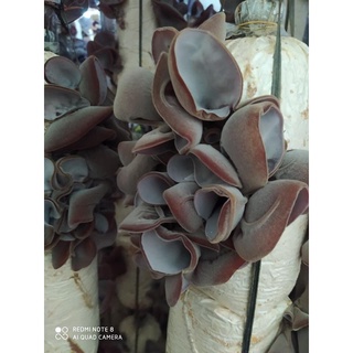 Phôi nấm mèo - (01 kiện hàng 05 bịch nấm)