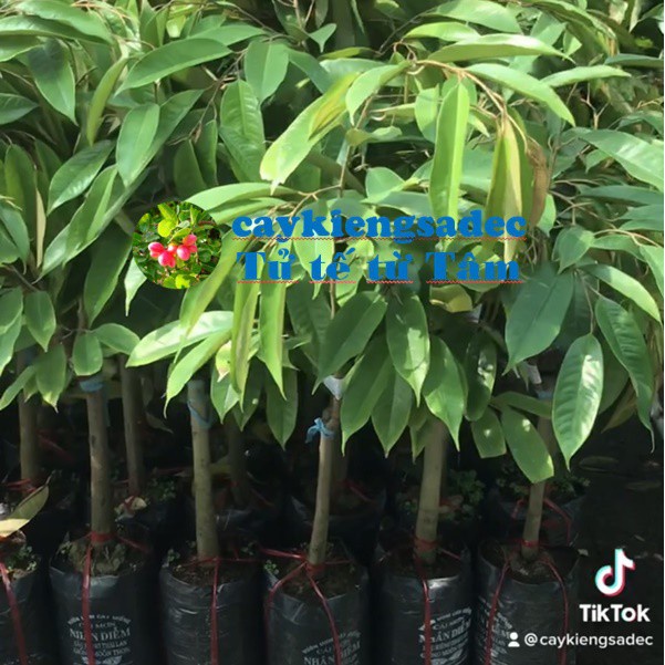 caykiengsadec - Cây sầu riêng Thái - tặng phân bón cho cây mau lớn - cây trang trí sân vườn cảnh quan ngoài trời