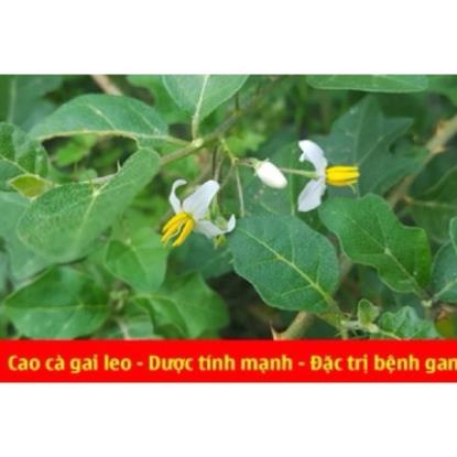 500gr Cà gai leo khô hàng loại 1 thơm, sạch
