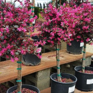 Cây 🌲 Hồng Phụng lá đỏ...hoa hồng đậm