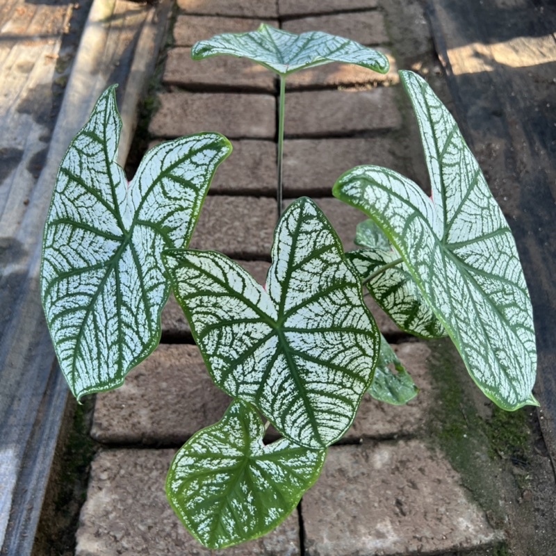 Cây môn đốm lá trắng cao 20-25cm, cây cảnh để bàn làm việc, trang trí nội thất mang đến sự bình an