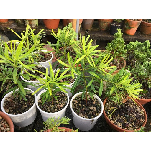 Hạt giống cây tùng la hán gói 10 hạt