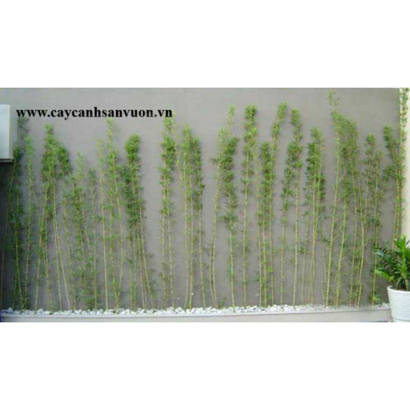 trúc quân tử 1 bụi ba cây