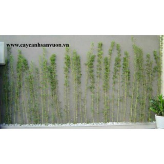 trúc quân tử 1 bụi ba cây
