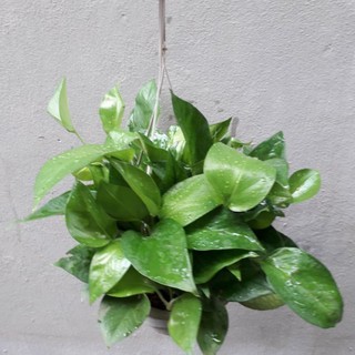 Cây Trầu Bà Treo, Cây Vạn Niên Thanh Leo ( Sỉ Lẻ )
