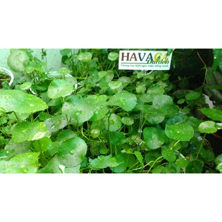 Cây cỏ đồng tiền