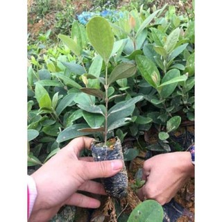 sản phẩm CÂY SIM RỪNG GIỐNG