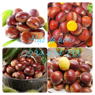 [Hạt Dẻ tươi 1kg loại cơm vàng mới,ngon ] 1kg HẠT DẺ TO NGON ĐẢM BẢO HÀNH CHẤT LƯỢNG. Hạt Dẻ Tươi chế biến thơm ngon