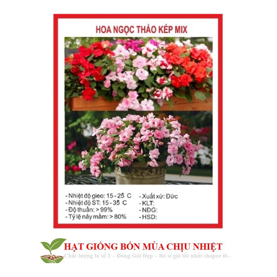 Hạt Giống Mai địa thảo (Ngọc thảo) bốn mùa Gói 20 hạt ĐẾN MÙA TRỒNG TẾT