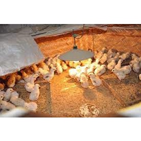 (bán buôn -bán sỉ)kiện 50 gói Úm gia cầm gói 10g. Úm gà, vịt,ngan,ngỗng,cút con,.