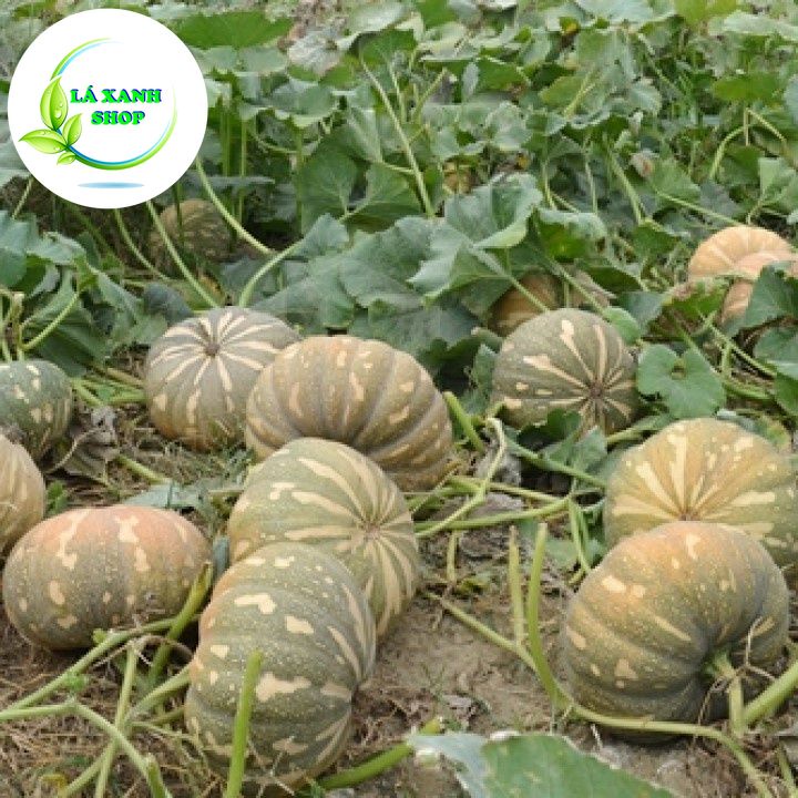Hạt giống Bí Đỏ Tròn Trồng Quanh Năm, Sinh Trưởng Mạnh Trái To 1.5-1.8 kg (gói 1 gram) - Hạt giống Rạng Đông