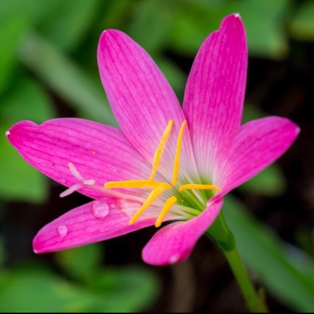Củ Hoa Huệ Mưa ( Hoa Tóc Tiên)