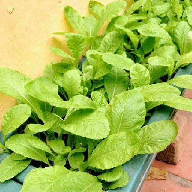 Hạt giống Cải Mơ 300  Hạt