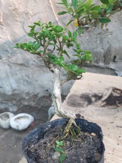 Cây Sam hương mini