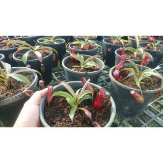Cây nắp ấm đỏ Mirabilis x Gracilis