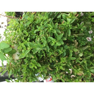 Cây giống sương sáo