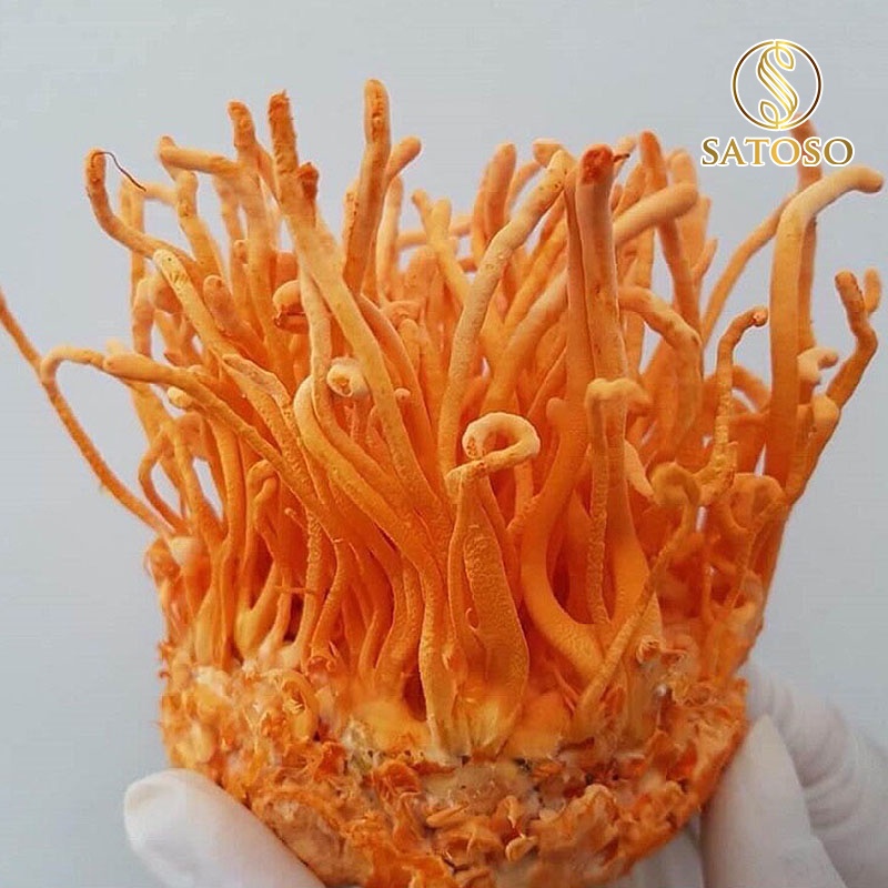 Combo 5 đế đông trùng hạ thảo đế sinh khối tươi thượng hạng ( Tặng 01 đế ) SATOSO SA012