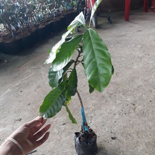 Cây giống Vú sữa hoàng kim