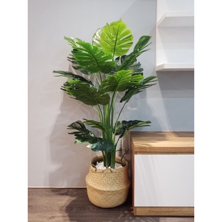 Set cây lá rùa 1,2m kèm chậu - loại cao cấp - chậu lá rách to xịn