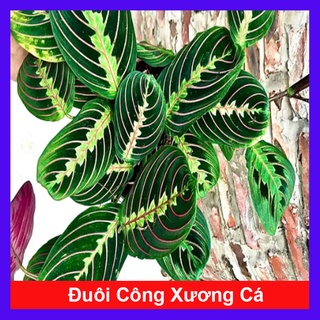 Cây Đuôi Công Xương Cá - cây cảnh để bàn