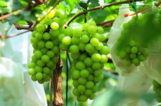 Nho mẫu đơn-cây giống