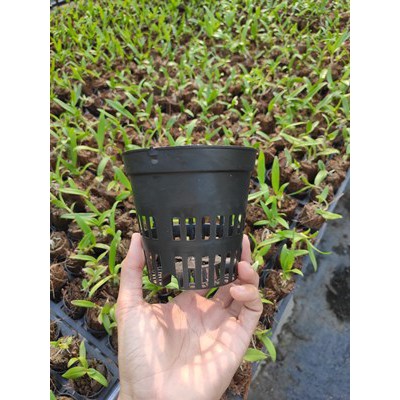 10 Chậu nhựa trồng lan dendro