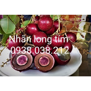 CÂY GIỐNG NHÃN LONG TÍM ( CHUẨN GIỐNG )