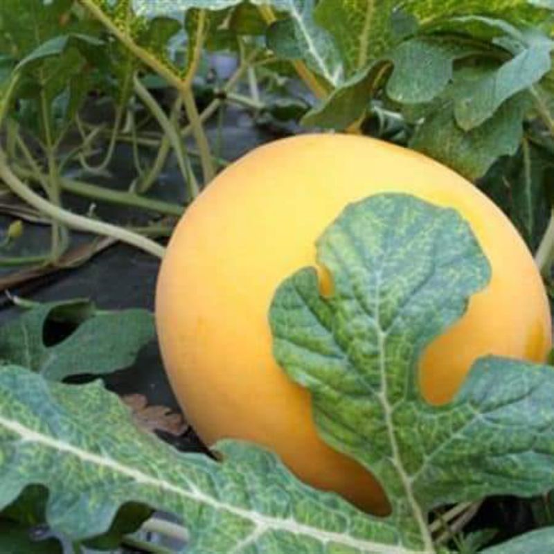 50 HẠT GIỐNG DƯA LÊ HOÀNG KIM TRANG NÔNG TN463