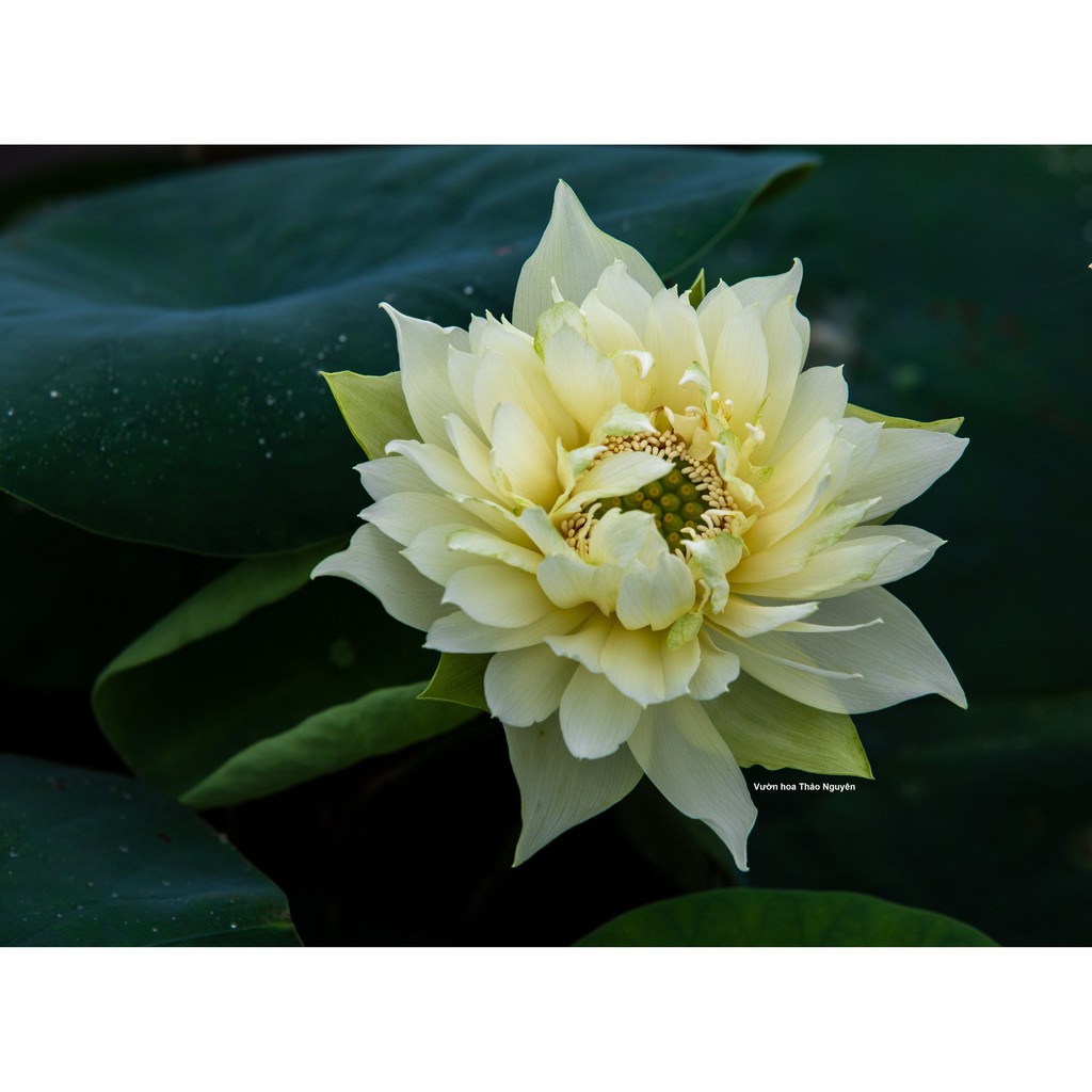 Củ sen màu trắng Lovely C-21