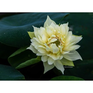 Củ sen màu trắng Lovely C-21