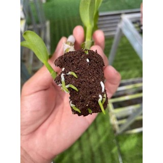 Mút ươm kie Hà lan